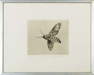 Dick Stolwijk - Ets, Motvlinder - Ingelijst verkocht voor € 35!