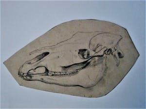 Pieter Dupont - Jonggestorven Alleskunner - 2 orig. potlood tekeningen "Paard en Schedel" gesign kopen? Bied vanaf 20!