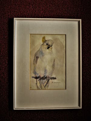 Niet of onleesbaar gesigneerd - Fraaie omstreeks 1920 te dateren Aquarel "Kuif Kaketoe" gesigneerd kopen? Bied vanaf 1!