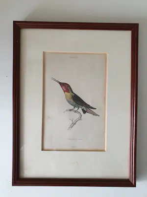 William Home Lizars - 2 stuks Kolibrie/ Hummingbird Gravure Oud Handgekleurd 19e eeuw kaufen? Bieten Sie von 40!