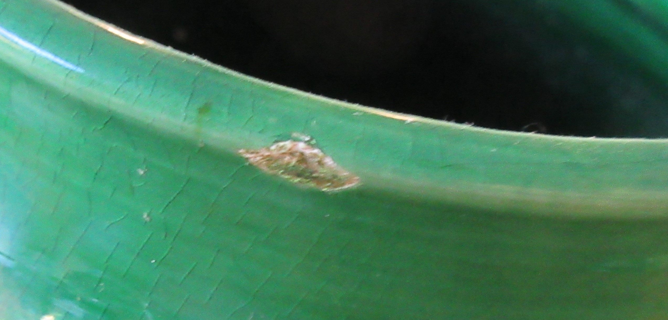 Niet of onleesbaar gesigneerd - 19e eeuwse groene tinglazuren volksaardewerken theepot kopen? Bied vanaf 1!