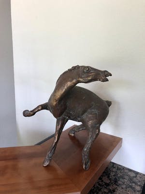 Jos Dirix - Steigerend paard kopen? Bied vanaf 900!