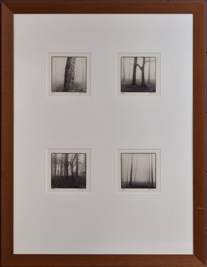 Ralph Janowski - Bomen kopen? Bied vanaf 1!