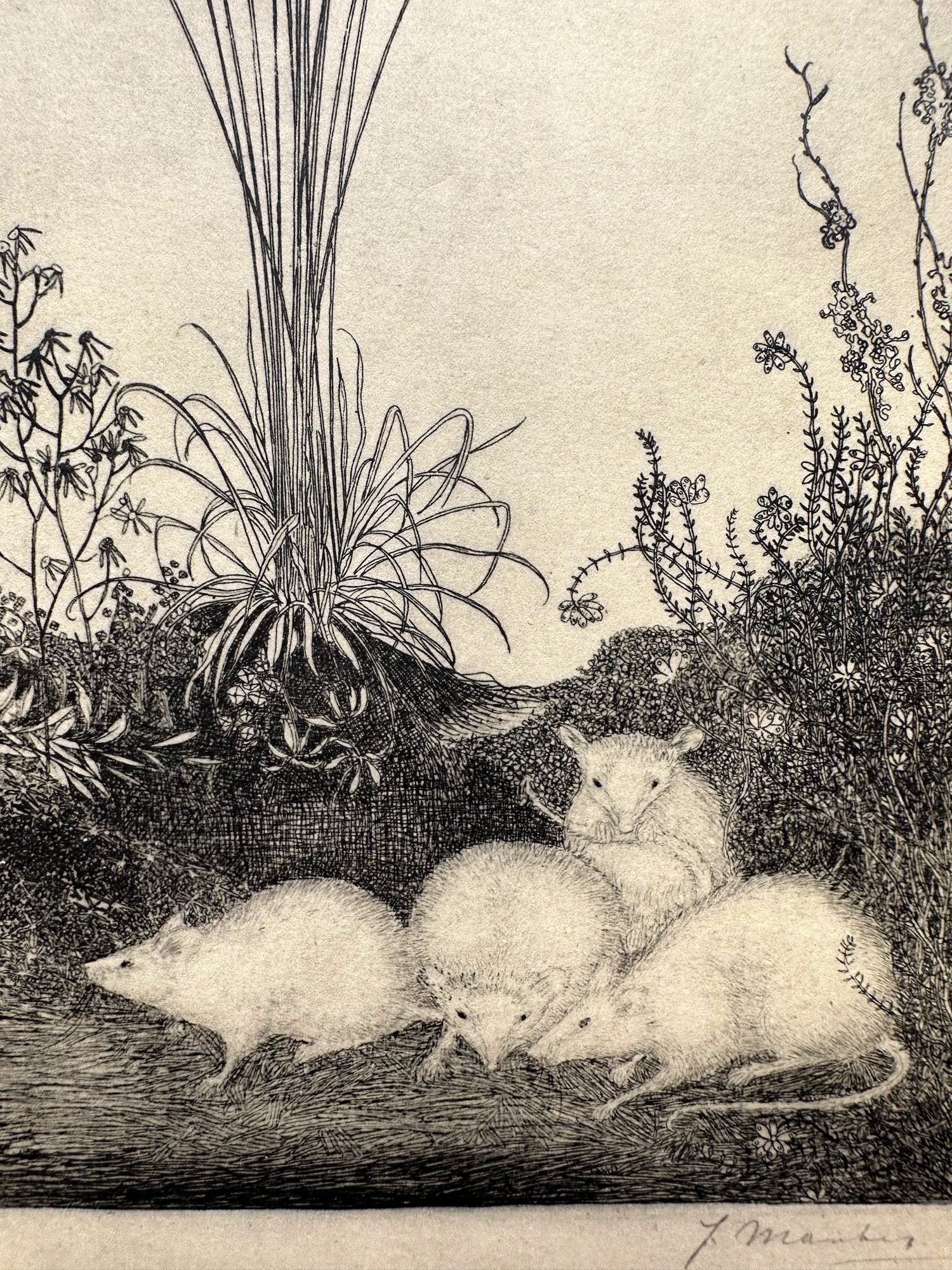 Jan Mankes - Heliogravure " Vier muizen " kopen? Bied vanaf 110!