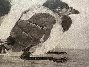 Jan Mankes - Heliogravure " Jonge eksters " kopen? Bied vanaf 125!