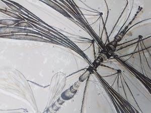 Rene Glaser - Zinklitho - de Koppel libel met zijn staart-propeller kopen? Bied vanaf 15!