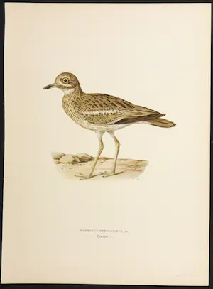 Wilhelm von Wright - Litho, Burhinus Oedicnemus, uit Svenska foglar (...) kopen? Bied vanaf 1!