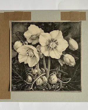 Jan Voerman (jr.) - Drie Litho's uit 1920 Kamerlinde, Kerstroos, Pompoen kopen? Bied vanaf 1!