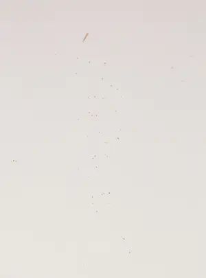 Fenneke van der Elst - Litho, Binnenhof Pisa - Ingelijst kopen? Bied vanaf 1!