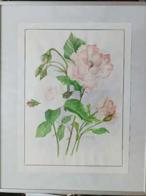 Niet of onleesbaar gesigneerd - Rozen kopen? Bied vanaf 1!