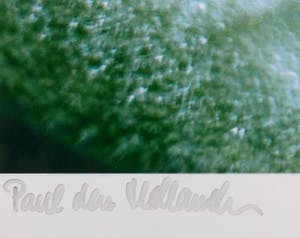 Paul den Hollander - Zonder titel kopen? Bied vanaf 150!