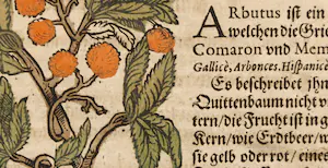 Adam Lonitzer - Handgekleurde houtsnede, Twee pagina's uit het Kräuterbuch kopen? Bied vanaf 1!