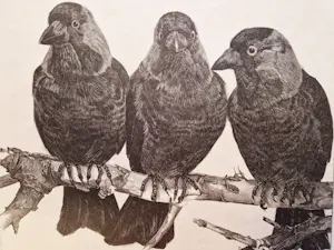 Willem Abraham Wassenaar - monochrome jaren 30 lithografie "3 kauwen op tak" potloodgesigneerd kaufen? Bieten Sie von 34!