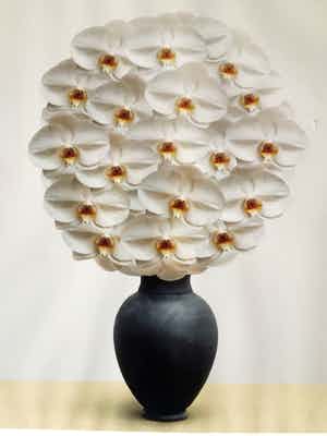 Holger Niehaus - Vaas met witte orchideeën - Fotografie, Ingelijst verkocht voor € 80!