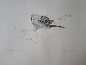 Judith Rosema - Vogel in hand kopen? Bied vanaf 35!