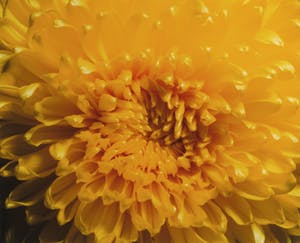 Paul Huf - Foto, Gele bloem - Ingelijst kopen? Bied vanaf 1!