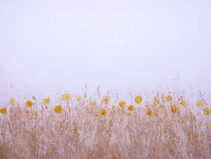 Johannes van Hoften - Gouache op karton, Zonder titel verkocht voor € 1!