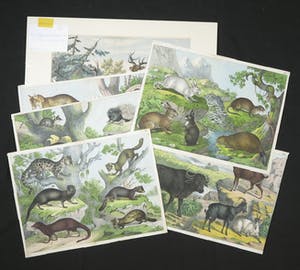 Curiosa - Lot van 6 handgekleurde gravures met dierenvoorstellingen uit oude atlas kopen? Bied vanaf 1!