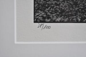 Ralph Janowski - Bomen kopen? Bied vanaf 1!