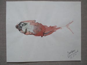 Niet of onleesbaar gesigneerd - aquarel/inkttkening vis kopen? Bied vanaf 10!