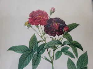 Pierre-Joseph Redoute - Rosa Gallica Purpurrea Velutina,Parva Rosier de Van Eeden kopen? Bied vanaf 20!