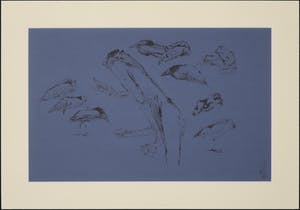 Melle Oldeboerrigter - Inkttekening op blauw geschept papier, Z.T. Naakt, vogels en kikker kopen? Bied vanaf 150!