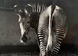 Aart Klein - Silverprint | 'Zebra - Artis Amsterdam' | 1957 (AGFA - 5) kopen? Bied vanaf 1!