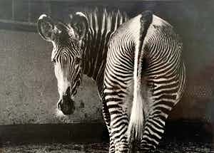 Aart Klein - Silverprint | 'Zebra - Artis Amsterdam' | 1957 (AGFA - 5) verkocht voor € 1!
