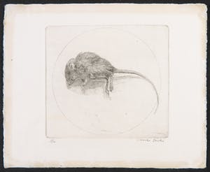 Charles Donker - Ets, Dood muisje kopen? Bied vanaf 150!