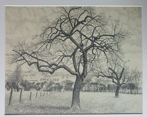 Toine Corstjens - Hoogstam kopen? Bied vanaf 195!