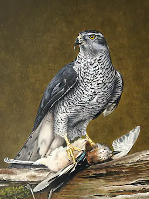 Jan Teunissen - Havikman met gaai kopen? Bied vanaf 950!