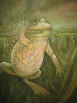 Jose van Kleef - ''the happy frog'' kopen? Bied vanaf 275!