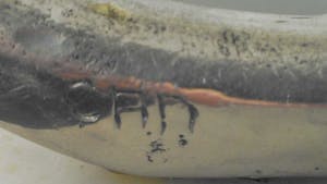 Corry Ammerlaan - Metalen ring kopen? Bied vanaf 29!