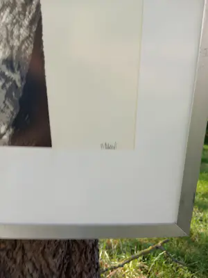 Pol Mara - pauwveren kopen? Bied vanaf 150!