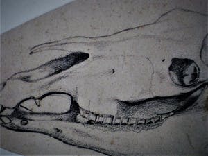 Pieter Dupont - Jonggestorven Alleskunner - 2 orig. potlood tekeningen "Paard en Schedel" gesign kopen? Bied vanaf 20!