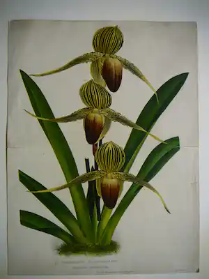 Pierre Joseph de Pannemaeker - Orchidee Paphiopedium Rothschildianum verkauft für € 30!