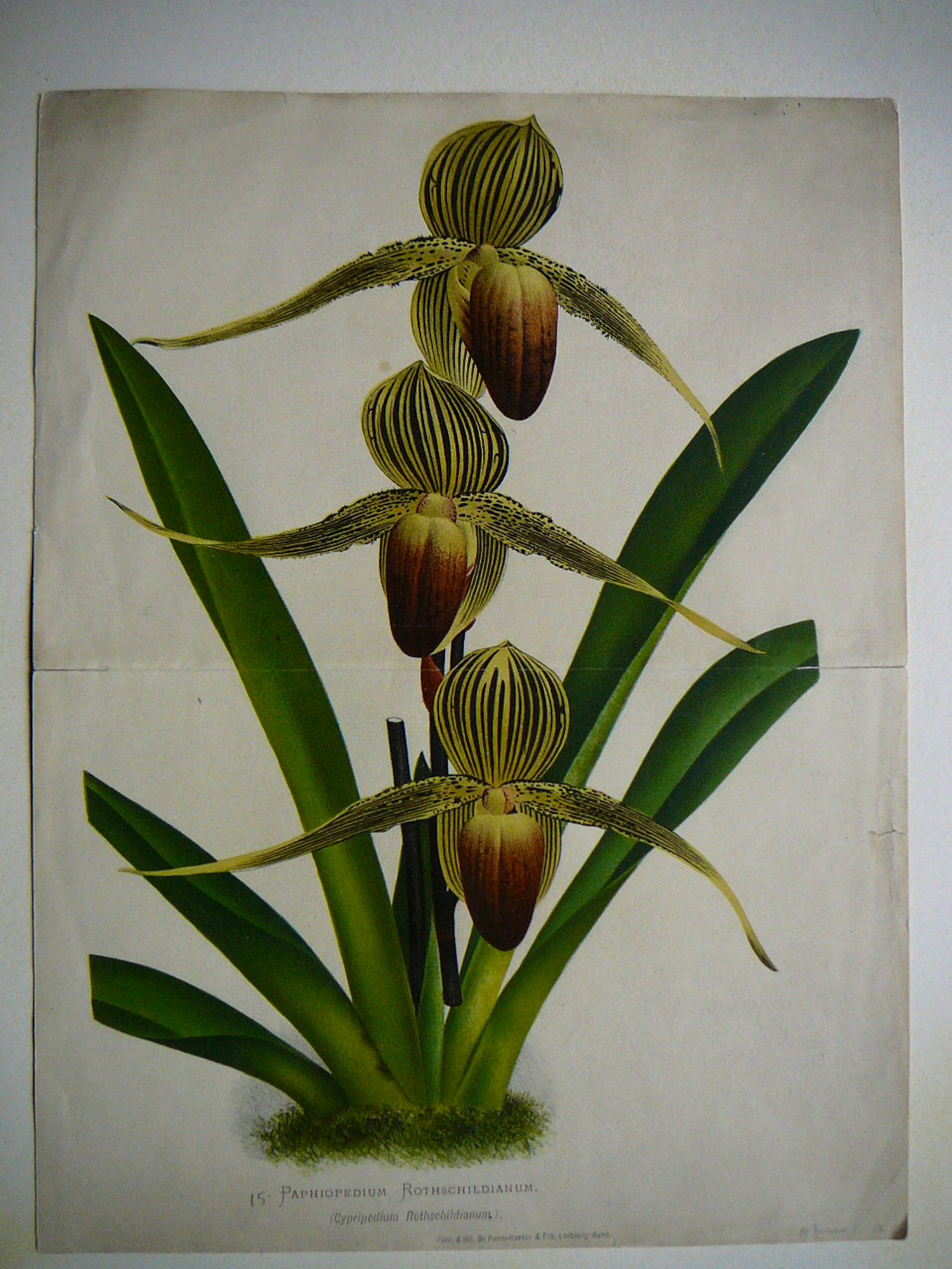 Pierre Joseph de Pannemaeker - Orchidee Paphiopedium Rothschildianum verkocht voor € 30!