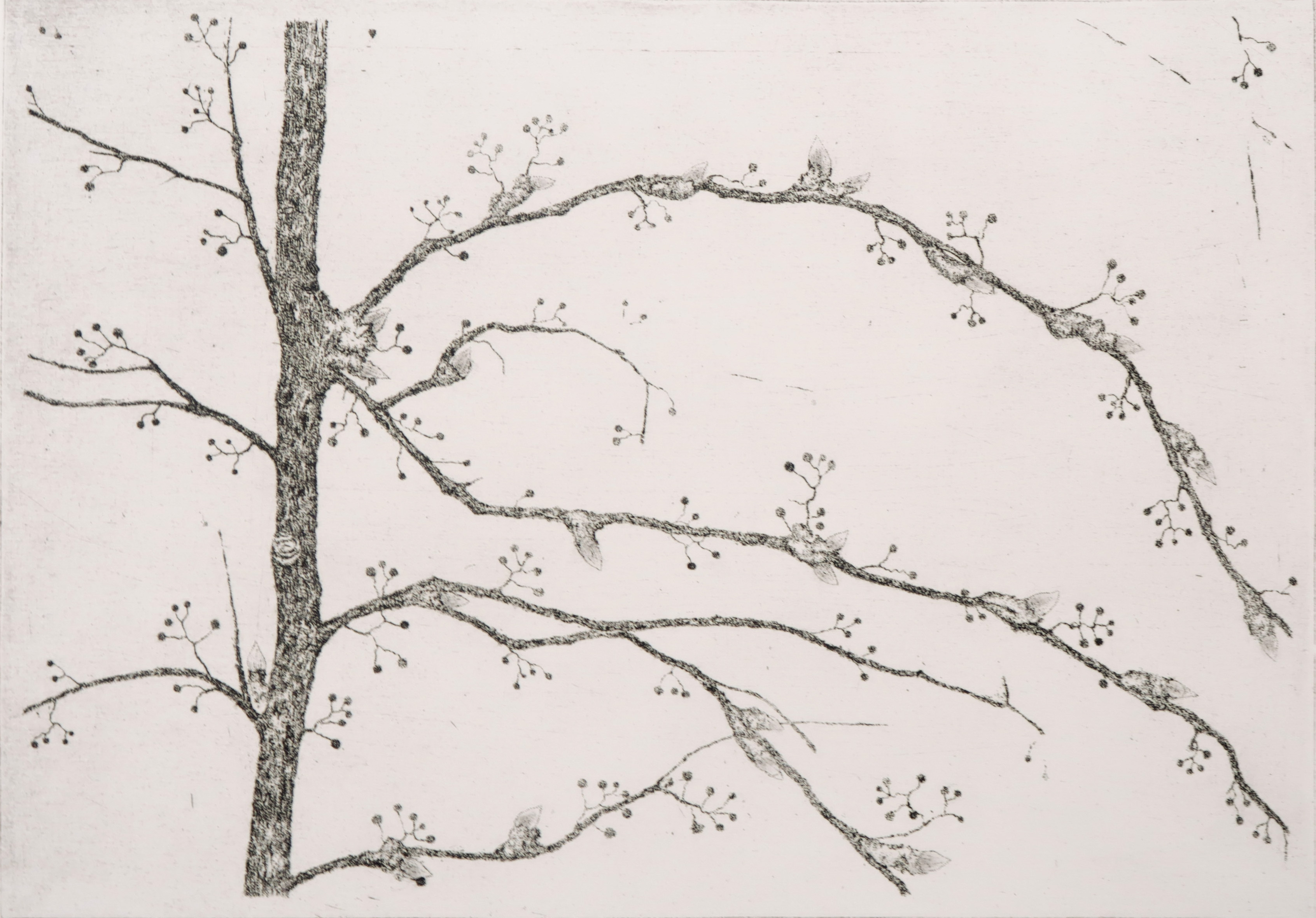 Jan van Winkel - Ets, Klimop - eerste fase verkocht voor € 40!