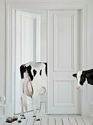 Mr. Strange - Vaches d'appartement kopen? Bied vanaf 50!