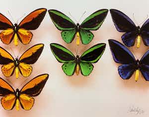 Paul Huf - C-print - 'Butterflies' - 1988 (INGELIJST) verkocht voor € 150!