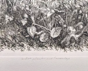 Willem Minderman - Wilde planten met landschap, ets kopen? Bied vanaf 40!