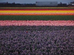 Paul Huf - C-print, Bloemenveld - Ingelijst kopen? Bied vanaf 1!