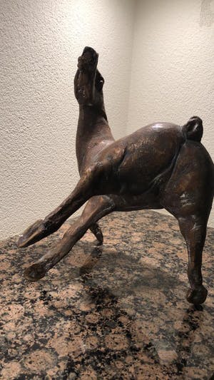 Jos Dirix - Steigerend paard kopen? Bied vanaf 900!