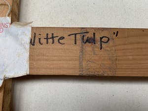 Marli Turion - Witte Tulp kopen? Bied vanaf 100!