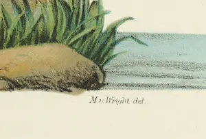 Wilhelm von Wright - Litho, Haematopus Ostralegus, uit Svenska foglar (...) kopen? Bied vanaf 1!