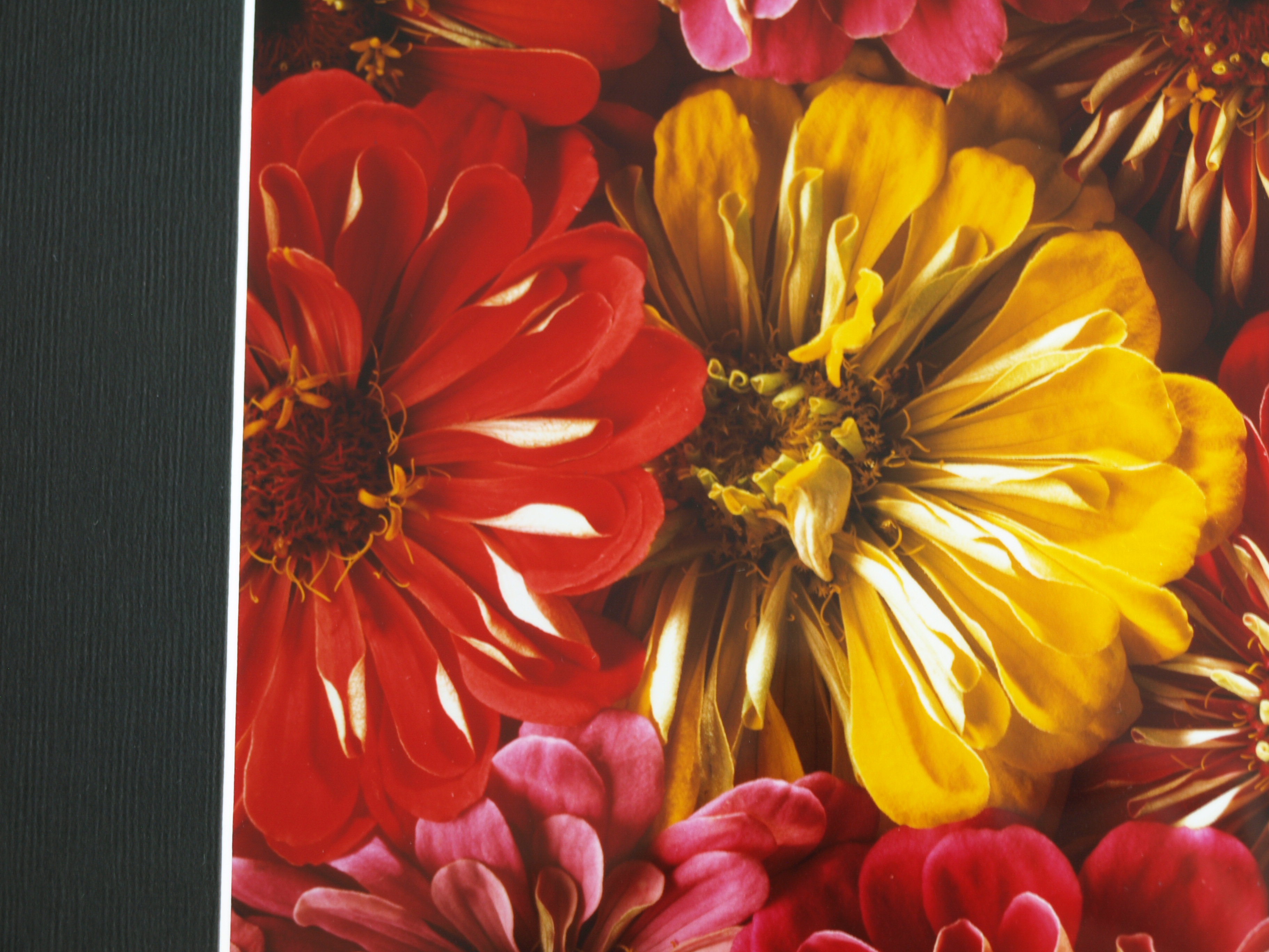Paul Huf - Foto - Flowers – gesigneerd & ingelijst - 1984  kopen? Bied vanaf 125!