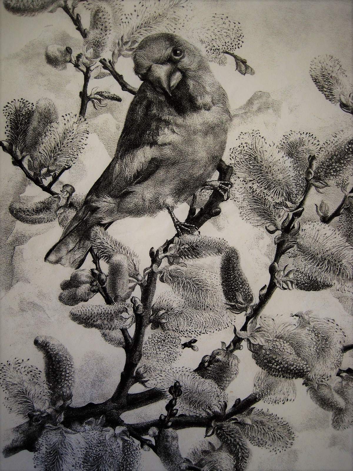 Aart van Dobbenburgh - Magnifiek Grafisch werk "Appelvink in bloesemboom" gesigneerd 1945 kopen? Bied vanaf 1!