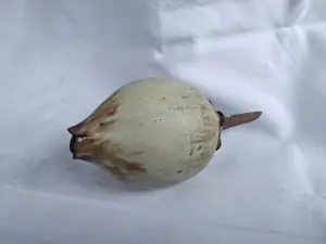 Iet Cool-Schoorl - Zaadbol kopen? Bied vanaf 50!