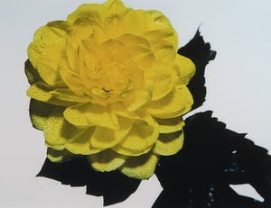 Paul Huf - Foto, Gele bloem met druppels - Ingelijst kopen? Bied vanaf 1!