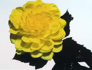 Paul Huf - Foto, Gele bloem met druppels - Ingelijst verkocht voor € 1!